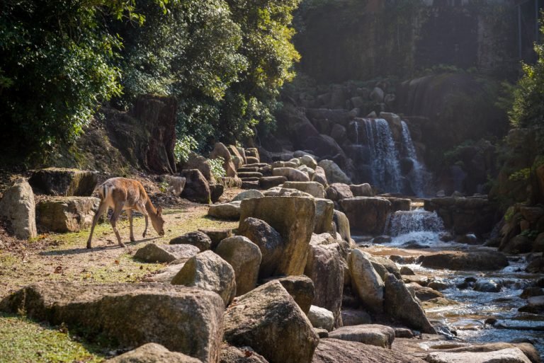 Ruaha National Park