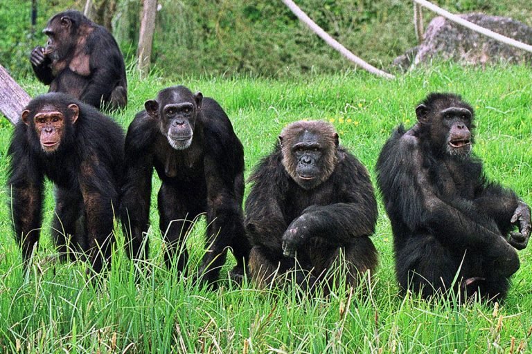 gombe-national-park