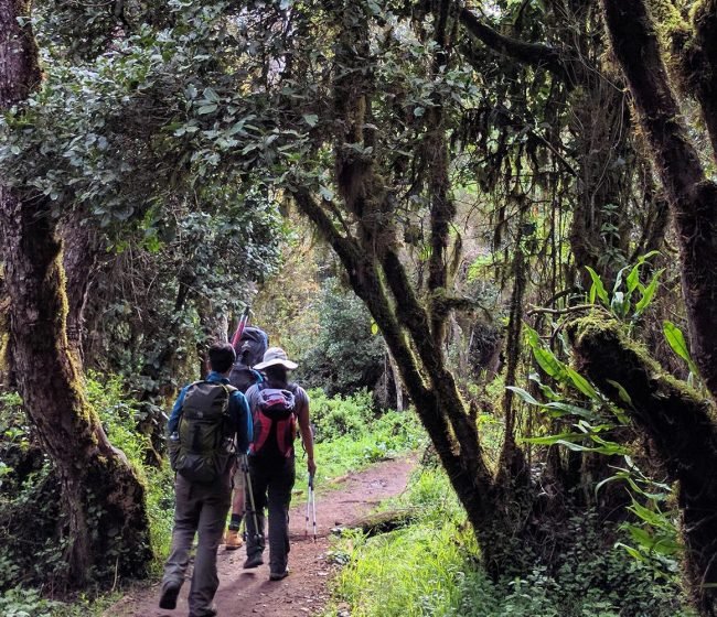 Trekking From Mti Mkubwa Camp to Shira 1 Camp